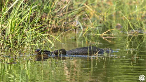 Common Water Monitor