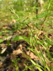 Carex deweyana