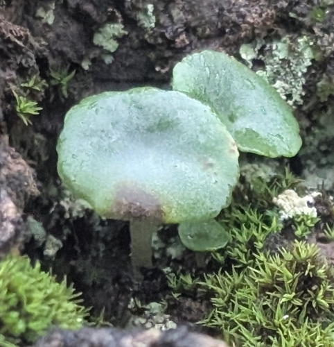 Umbilicus schmidtii (Umbilicus schmidtii)