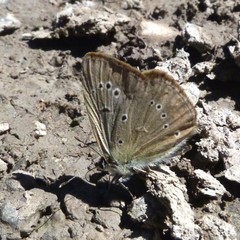 Polyommatus ripartii