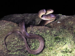 Pareas carinatus