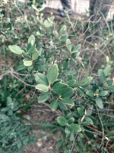 Rhodomyrtus tomentosa observed 2026-10-08
