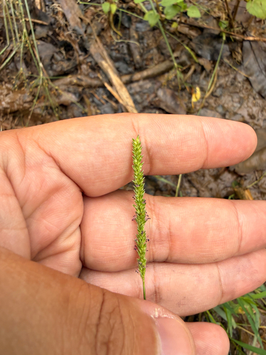 Sacciolepis indica observed 2026-10-08