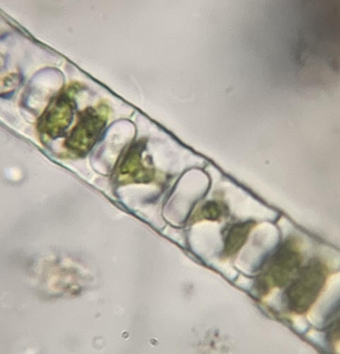 Desmidium baileyi observed 2026-10-05