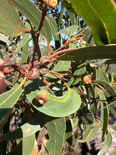 Eucalyptus haemastoma, 2026-10-08