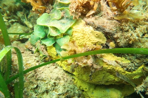 Dictyosphaeria observed 2026-10-07