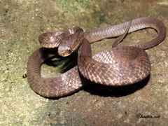 Pareas carinatus
