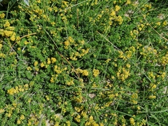 Galium arenarium