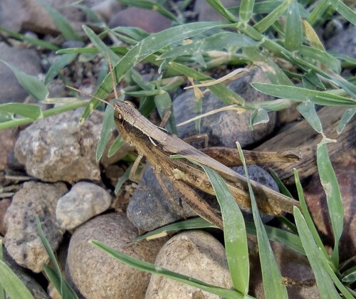 Obscure Grasshopper