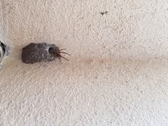 Filistata insidiatrix