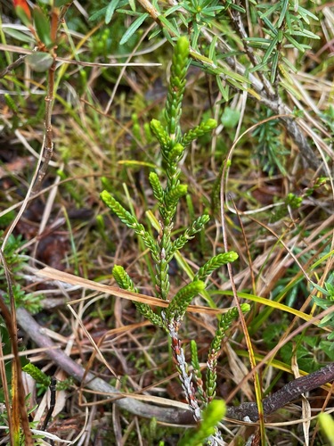 Cassiope mertensiana observed 2026-10-04