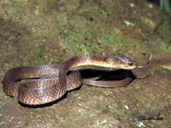 Pareas carinatus