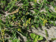 Galium arenarium