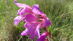 Gladiolus dubius