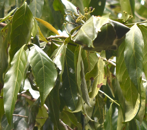 Aidia racemosa observed 2026-07-28