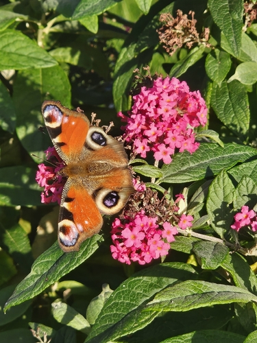 European Peacock Butterfly