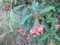 Photinia davidiana