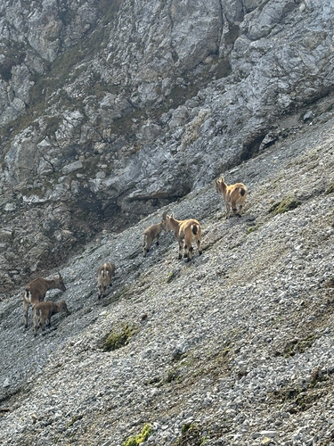 Alpine Ibex