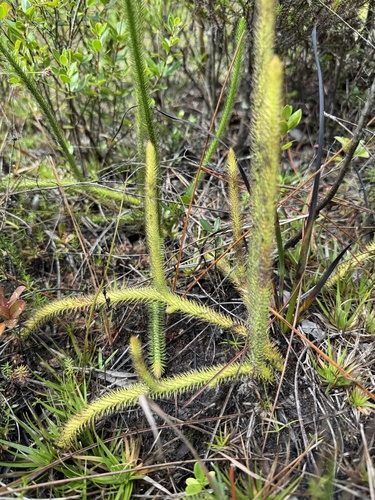 Lycopodiella alopecuroides, 2026-10-07