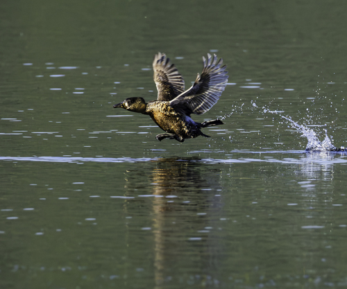 iNaturalist image