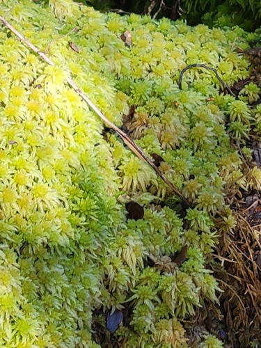 Sphagnum cristatum observed 2026-09-30