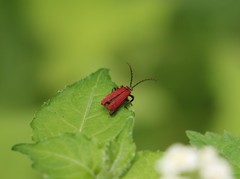 Lycocerus nigricollis