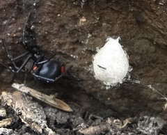 Latrodectus menavodi