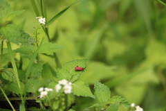 Lycocerus nigricollis