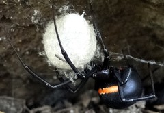Latrodectus menavodi