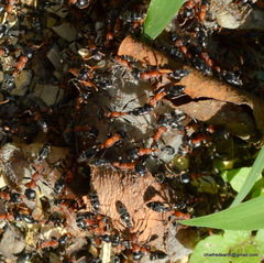 Tetraponera rufonigra