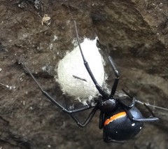 Latrodectus menavodi