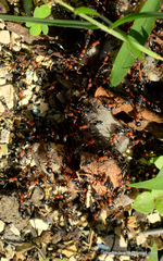 Tetraponera rufonigra