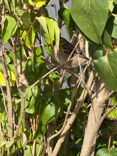 House Sparrow