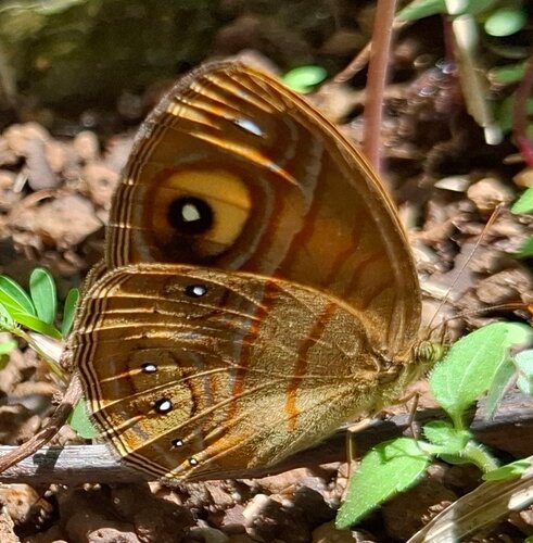Glad-eye Bushbrown