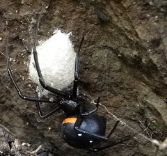 Latrodectus menavodi