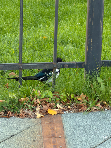 Eurasian Magpie