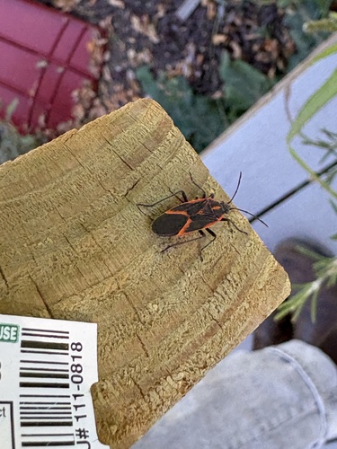 Eastern Boxelder Bug
