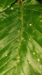 Aceria tenella