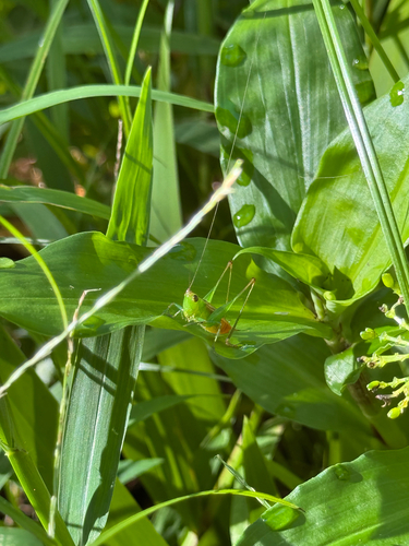Conocephalus saltator, 2026-10-07
