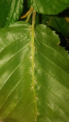 Aceria tenella