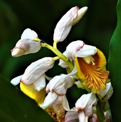 Alpinia hainanensis