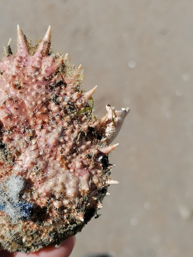 Spiny Spider Crab, photo 5 of 10