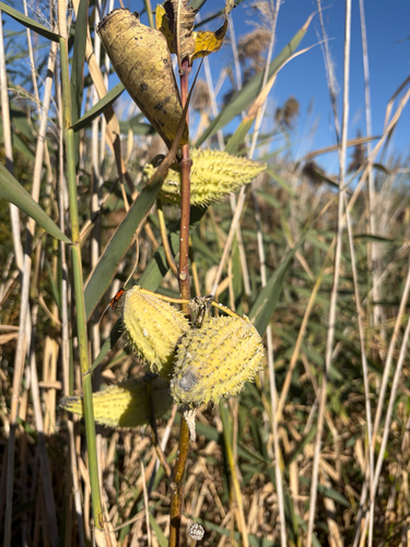 common milkweed