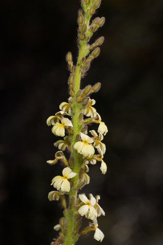 Goodenia reinwardtii observed 2026-10-01