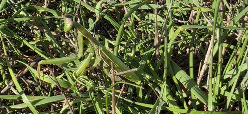 European Mantis