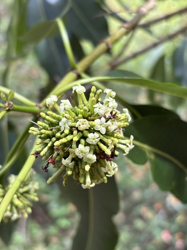 Rauvolfia sandwicensis, 2026-09-25