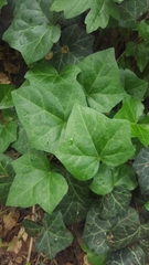 Hedera helix
