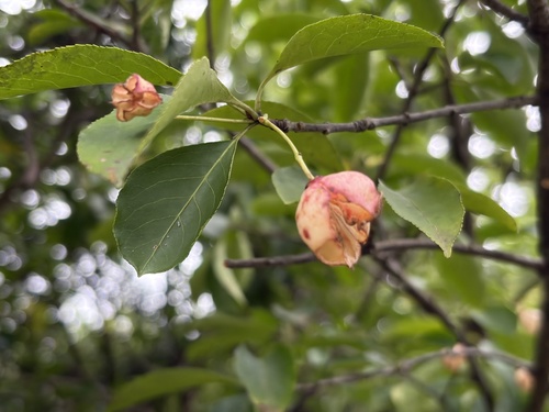 Euonymus carnosus observed 2026-10-08