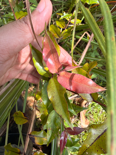 Decaspermum fruticosum observed 2026-10-08