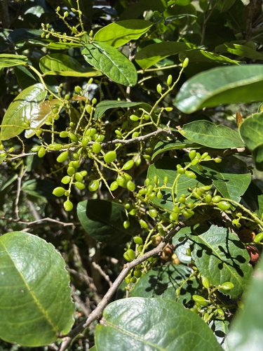 Antidesma platyphyllum observed 2026-09-25